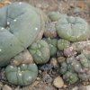 Lophophora_williamsii_3